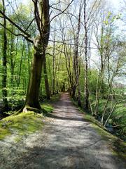 sunlit pathway in Wolbecker Tiergarten forest, Muenster