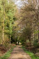 forested path in Wolbecker Tiergarten, Münster