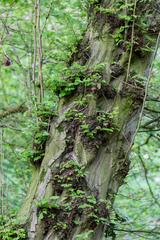 Wolbecker Tiergarten protected area in Münster