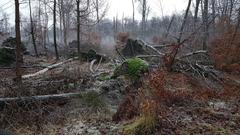 Winter scene in Tiergarten Wolbeck with windbreak areas