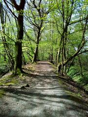 sunlit pathway in a wooded area