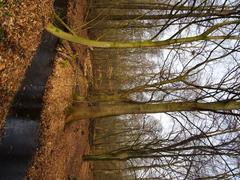 Wolbecker Tiergarten nature reserve in Münster