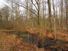 Wolbecker Tiergarten nature reserve in Münster