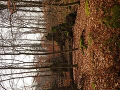 Fallen trees in Wolbecker Tiergarten nature reserve