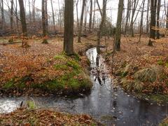 Wolbecker Tiergarten Nature Reserve in Münster