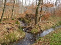 Scenic view of Wolbecker Tiergarten nature reserve