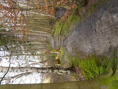 Path at the western edge of Wolbecker Tiergarten nature reserve in Münster