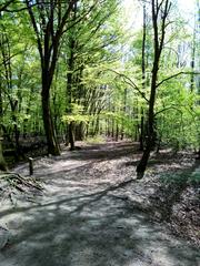 Sunny walking pathway in Woelbecker Tiergarten, Muenster