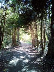 pathway with tree canopy in Wolbecker Tiergarten, Muenster