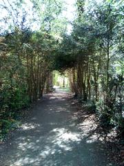 Tree-covered pathway for walking