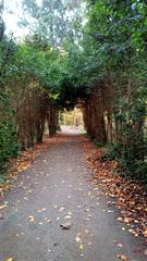 Pathway with tree-roof in Wolbecker Tiergarten