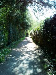 Pathway with tree-roof in Wolbecker-Tiergarten, Münster