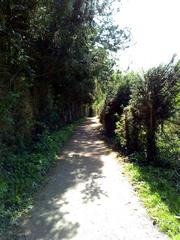 Pathway with tree canopy in Muenster's Wolbecker Tiergarten