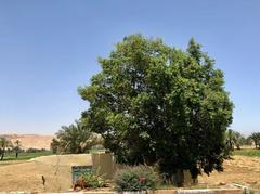 Al Tmsalyn statues in Luxor