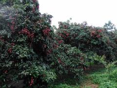 Lychee garden in Bijaynagar, Brahmanbaria