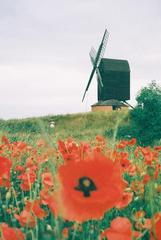 Brill poppies under windmill