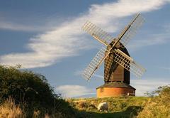 Brill Windmill and grazing sheep