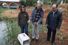 Leprosy turtles being released in Manzanares River