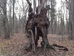 Hollow tree in Nymphenburg