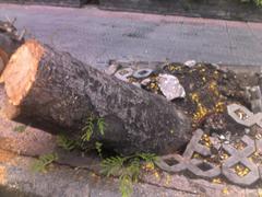 Trees on 3 Thang 2 street in District 10, Ho Chi Minh City after Typhoon Pakhar