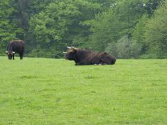 Heckrinder grazing in Neandertal wildlife park