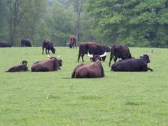 Heckrinder, also known as aurochs, at Neandertal Wildgehege