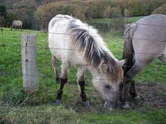 Neandertal and Heck horses in a natural setting