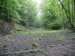 area by Rehbockbach at the Neandertal wildlife park