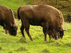 European bisons in Neandertal Wildlife Park