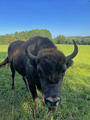 female European bison in Ice Age Wildlife Park Neandertal