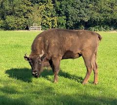 female European bison in Neandertal Ice Age Wildlife Park