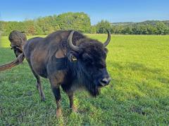 female European bison in Ice Age game reserve Neandertal