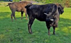 Three female European bison in a prehistoric park