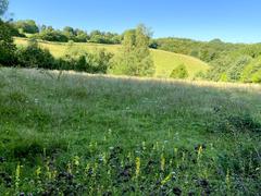 Pasture with flowering Agrimony in the Ice Age Wildlife Refuge Neanderthal Nature Reserve