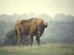 European bison in Neandertal enclosure