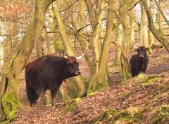 Heckrinder in Hainbuchen-Hutewald at Ice Age Game Reserve Neandertal