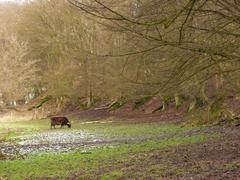 Heckrind in the floodplain of the Düssel in Neandertal