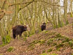 Heck cattle in Neandertal forest