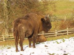 European bison in Neandertal nature reserve