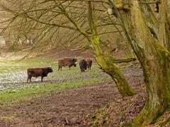 Heckrinder in the Düssel valley meadows