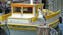 seagulls around Fisherman's Wharf