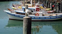 Seagull at Fisherman's Wharf in California