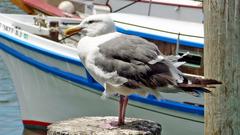 Seagulls around Fisherman's Wharf