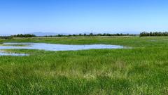 water accumulation in marshlands with feeding birds