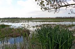 Aiguamolls de l'Empordà paddy fields