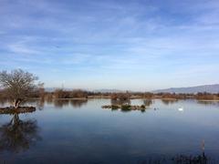 Aiguamolls de l'Empordà in Catalonia featuring a lake amidst lush greenery