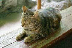 Cat at Yuyuan Garden in Shanghai