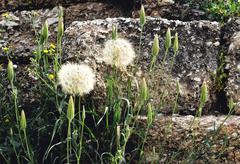 Dandelion plants at the Theatre of Herodes Atticus in Athens, Greece