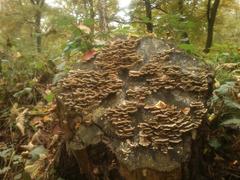 mushrooms on a tree stump in Eller Forest