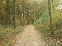 Path in Eller Forest Nature Reserve Düsseldorf